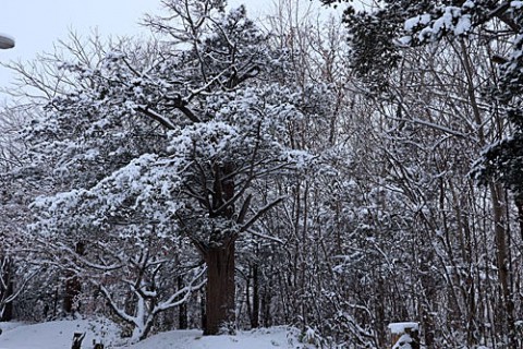 朝は8センチの雪だったけど・・