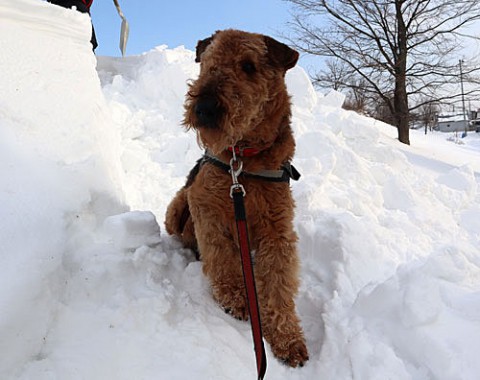 エルの散歩と除雪