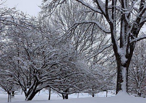 あずさ公園の雪景色