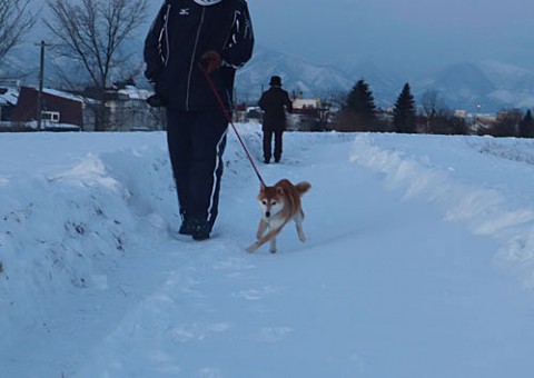 除雪された遊歩道散歩