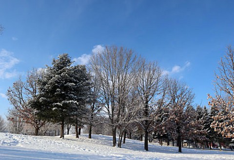 新雪と青空と樹木の影