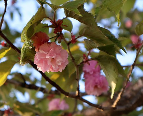 釧路八重桜