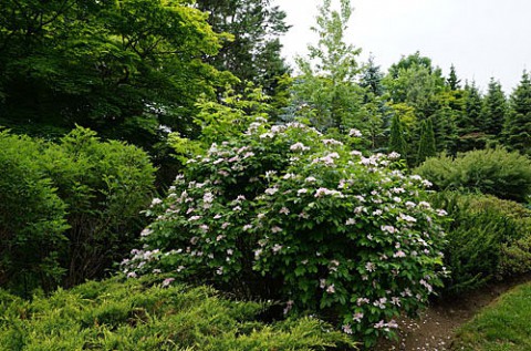 真鍋庭園で咲く樹木の花