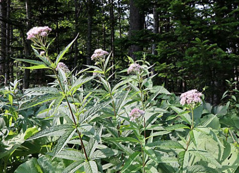 夏の山野草7種