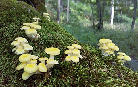 苔の倒木にタモギタケ