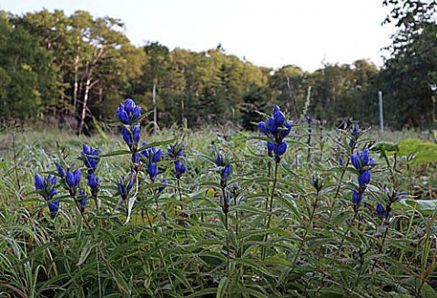 千畳くずれの岩石と花