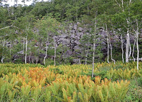 鹿追町白樺峠の秋
