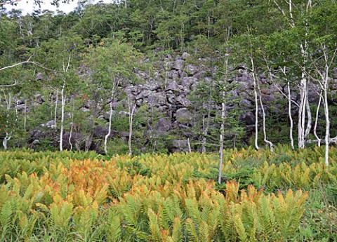 鹿追町白樺峠の秋