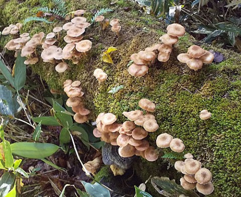 茸は糠平の山で採取