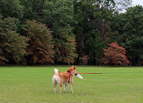 紅葉の公園でフリスビー