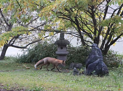 緑ヶ丘公園でキタキツネ