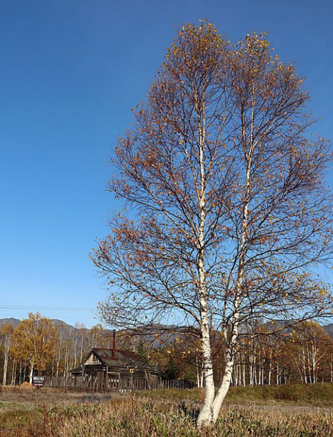 三股の廃屋と白樺