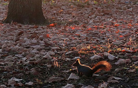 すずらん公園は落ち葉の絨毯