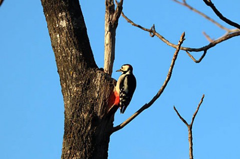 近くで見られる野鳥