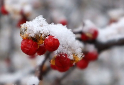 雪の朝の赤い実