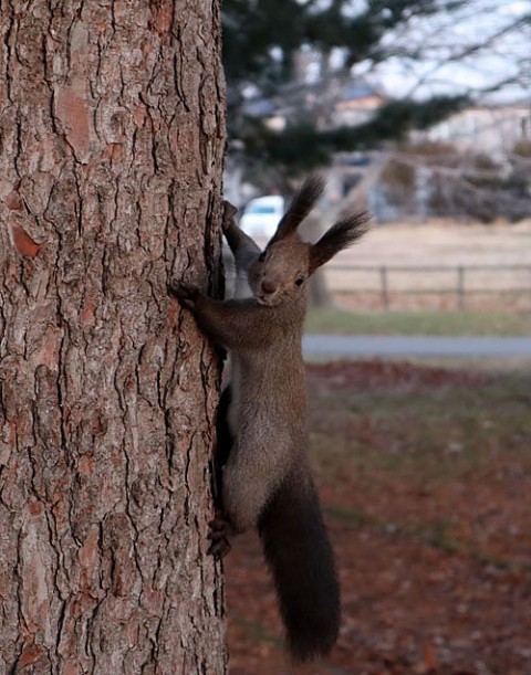 すずらん公園のエゾリス