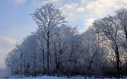 十勝川付近の樹氷風景