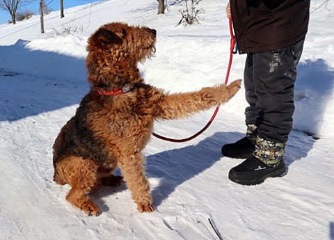 我が家の愛犬エル