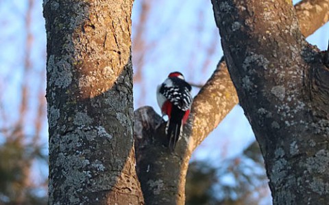 野鳥を写すのは苦手