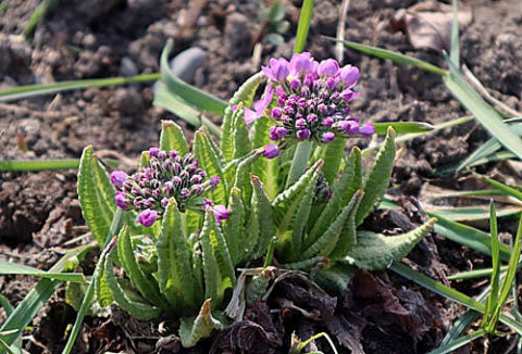 本州では高山植物