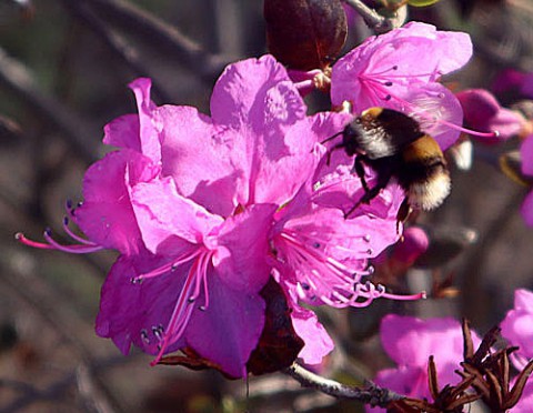 エゾムラサキツツジ&桜