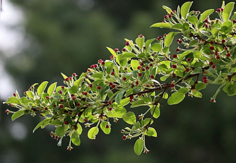 樹木の花他