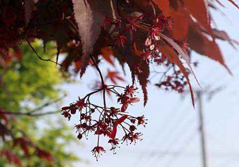 樹木に咲く花