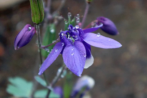 雨の日の庭の花
