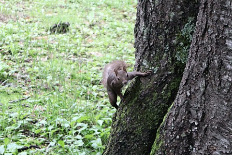 鈴蘭公園のエゾリス