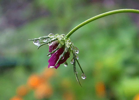 雨の日 庭の花