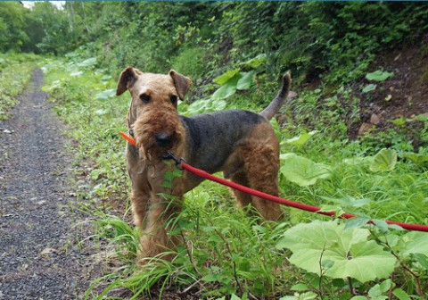 我が家の愛犬エルは天国へ・・