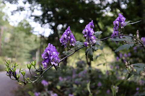 十勝三俣の山野草