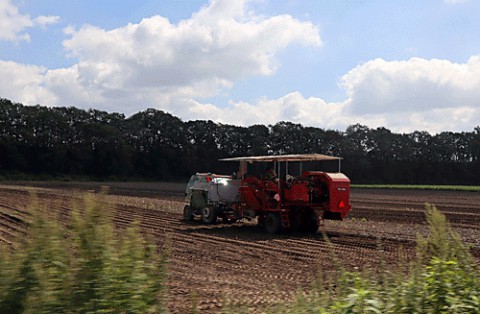 ジャガイモ収穫作業