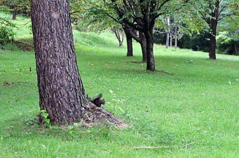 緑ヶ丘公園散歩