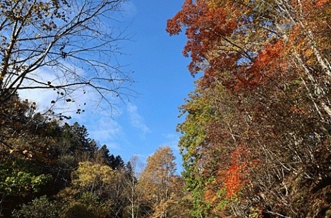 山の紅葉もこれが最後かも