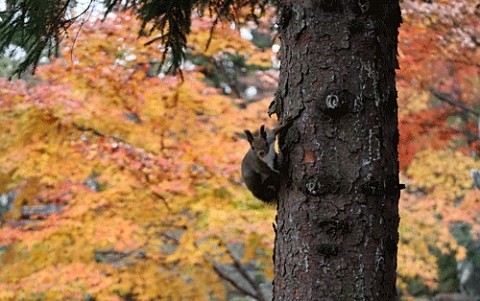 残りわずかの紅葉とエゾリス