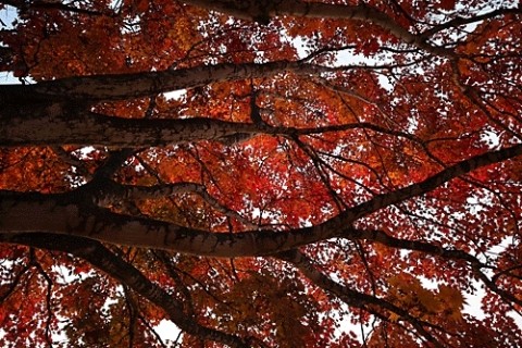 あずさ公園の紅葉