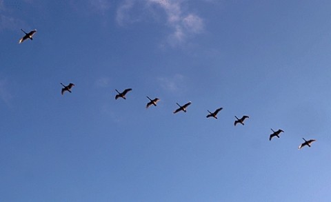 頭上を飛んでいく白鳥