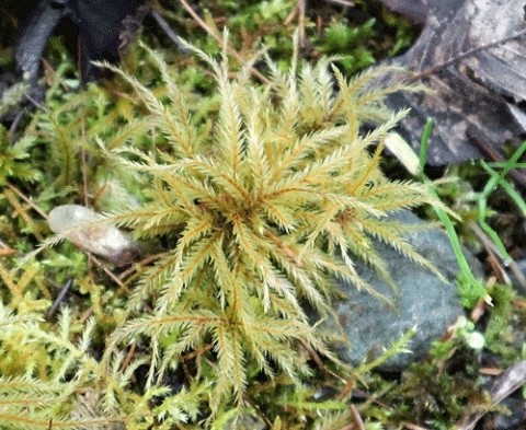 苔むす林で撮影は花のような苔