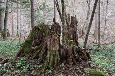 山で朽ちた老木