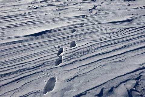 風雪紋と鹿の足跡