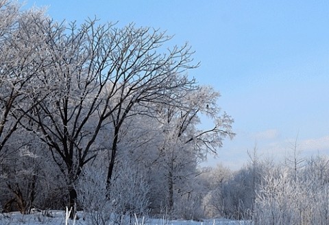 霧氷の木にオジロワシ