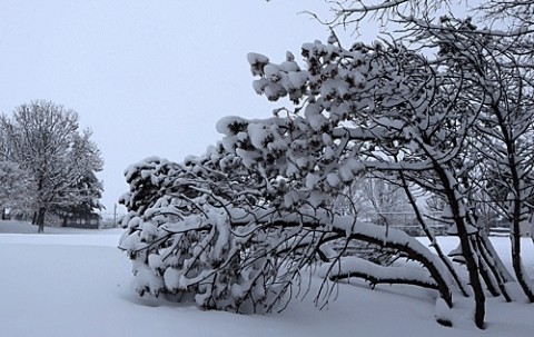 あずさ公園の雪景色