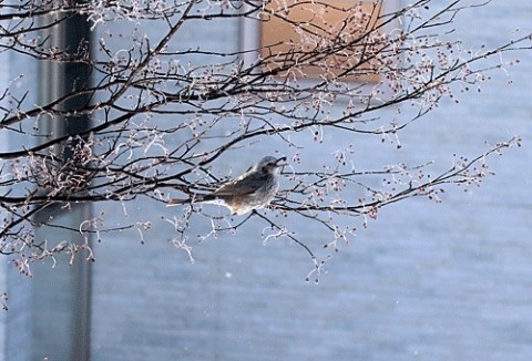 霧氷の朝の野鳥とヘリコプター