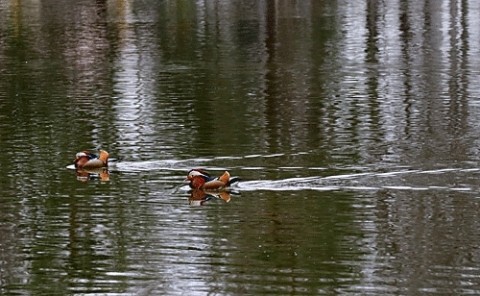 緑ヶ丘の池でオシドリ撮影