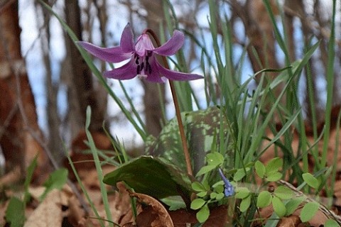 3種類の山野草