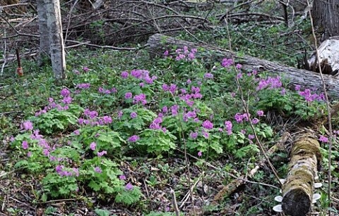 浦幌町炭山の山野草