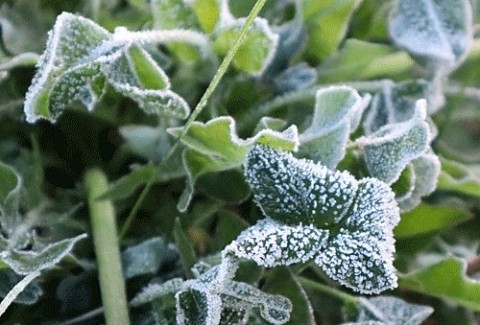 冷え込んだ朝に花のような霜