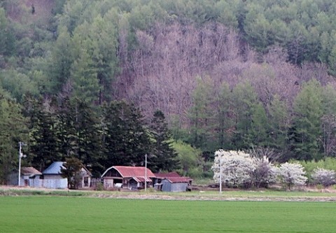 スモモの木と廃屋