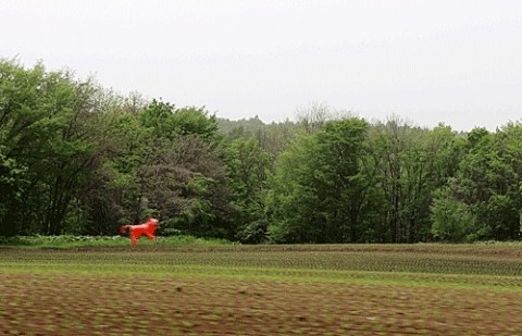 畑にカラス除けの赤い風船